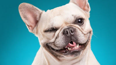 Treasuries: The Dog that Did not Bark