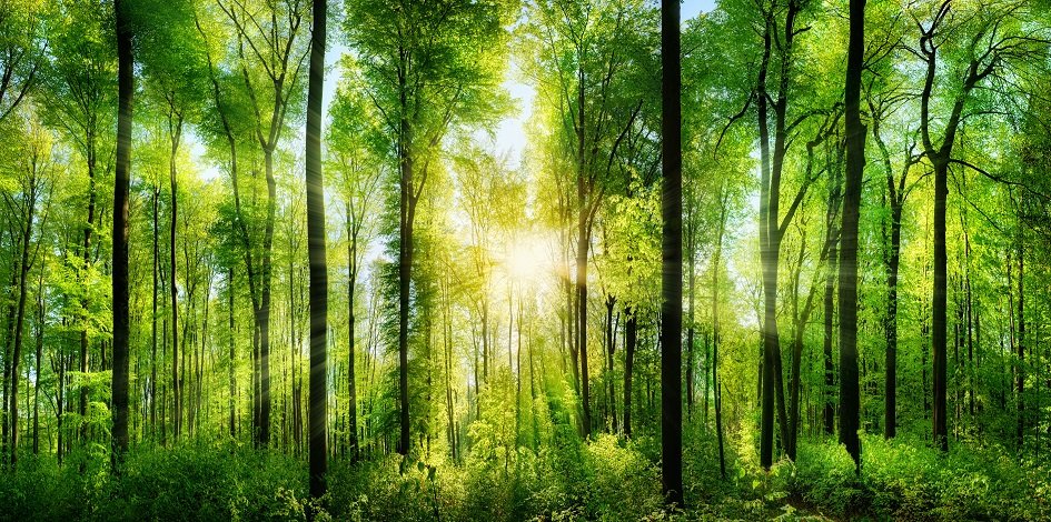 Green and ESG bonds: what’s behind their rise?