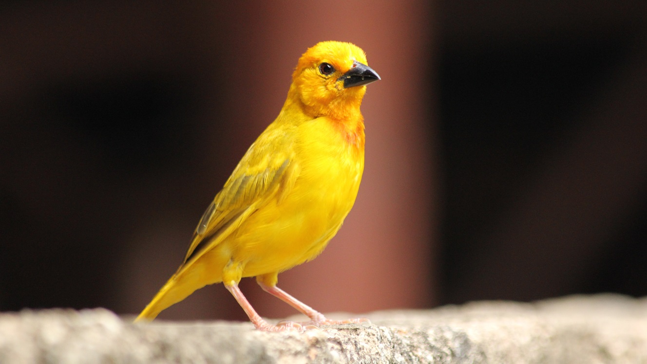 Misery in emerging markets: Is Sri Lanka the protest canary in the EM coal mine?