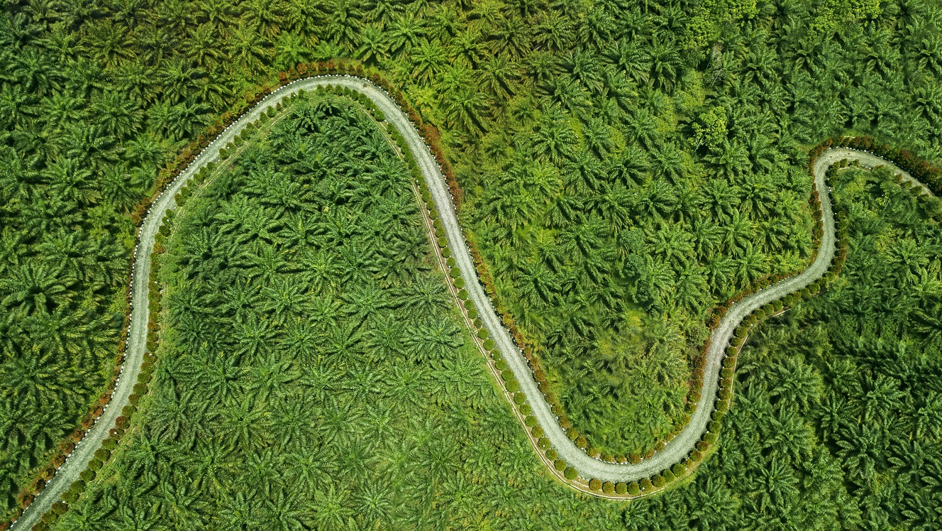 Golden Agri: Perfectly positioned in palm oil bull market