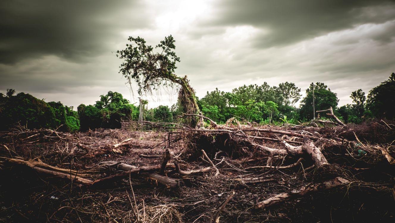The 'E' in ESG: 4 charts on water stress and deforestation