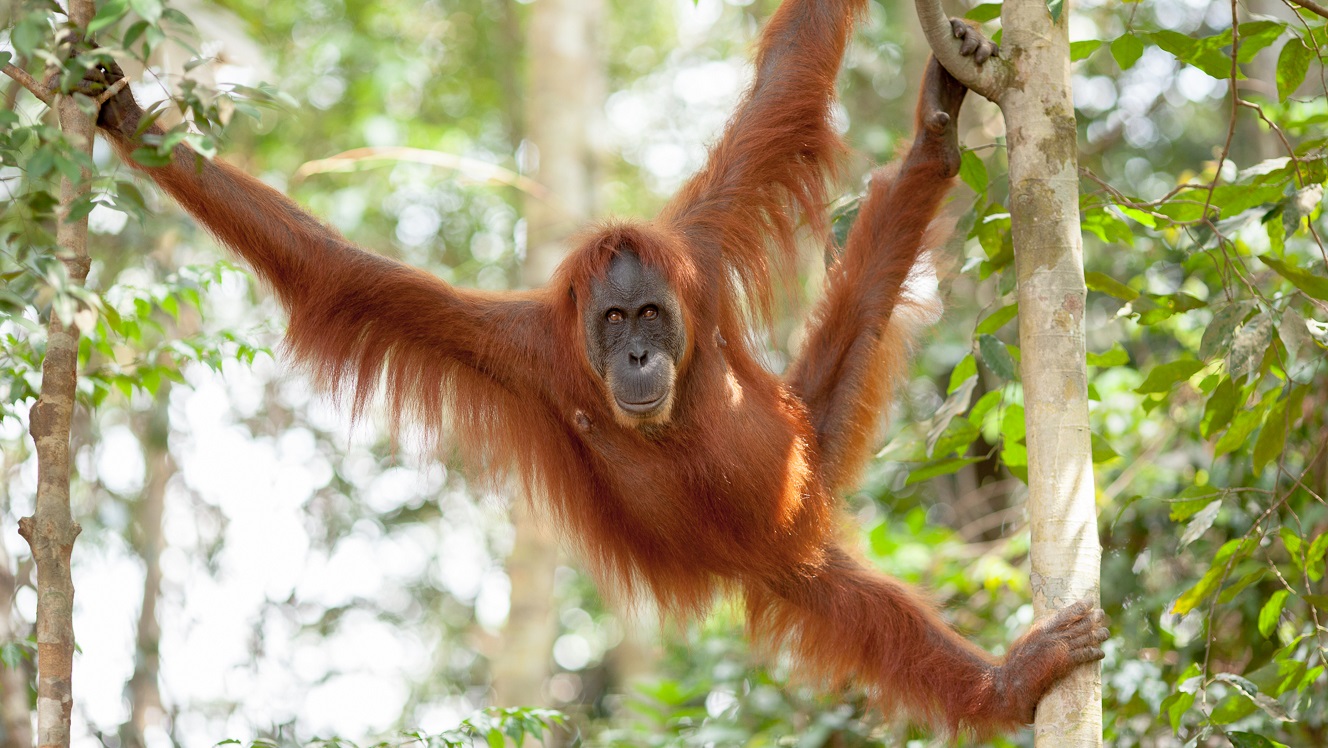 ESG issues will prevent palm oil producers joining the new commodity boom