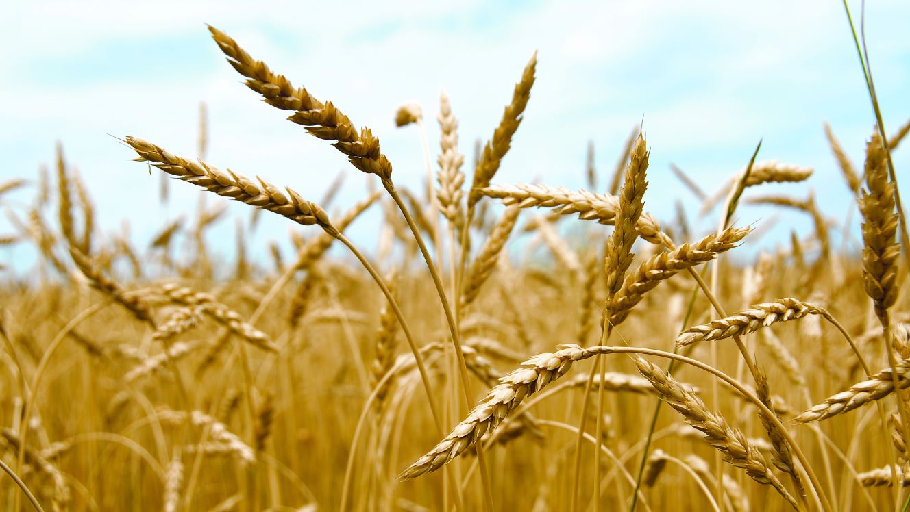 The global food war