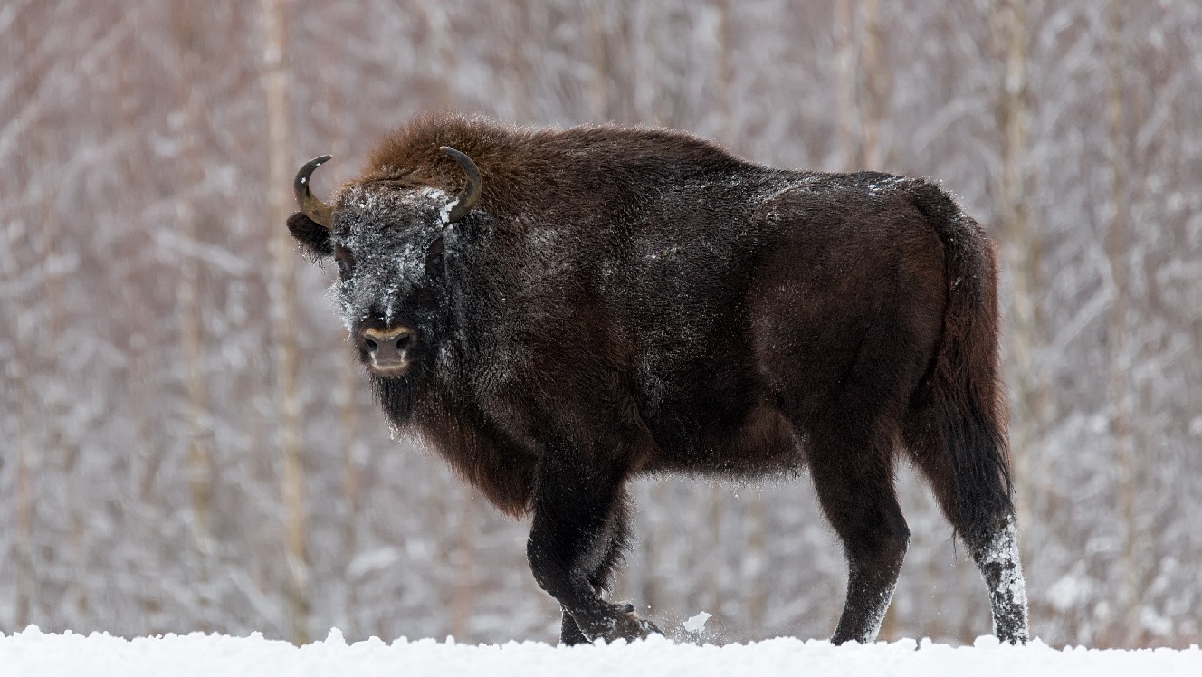 Belarus: No easy way out