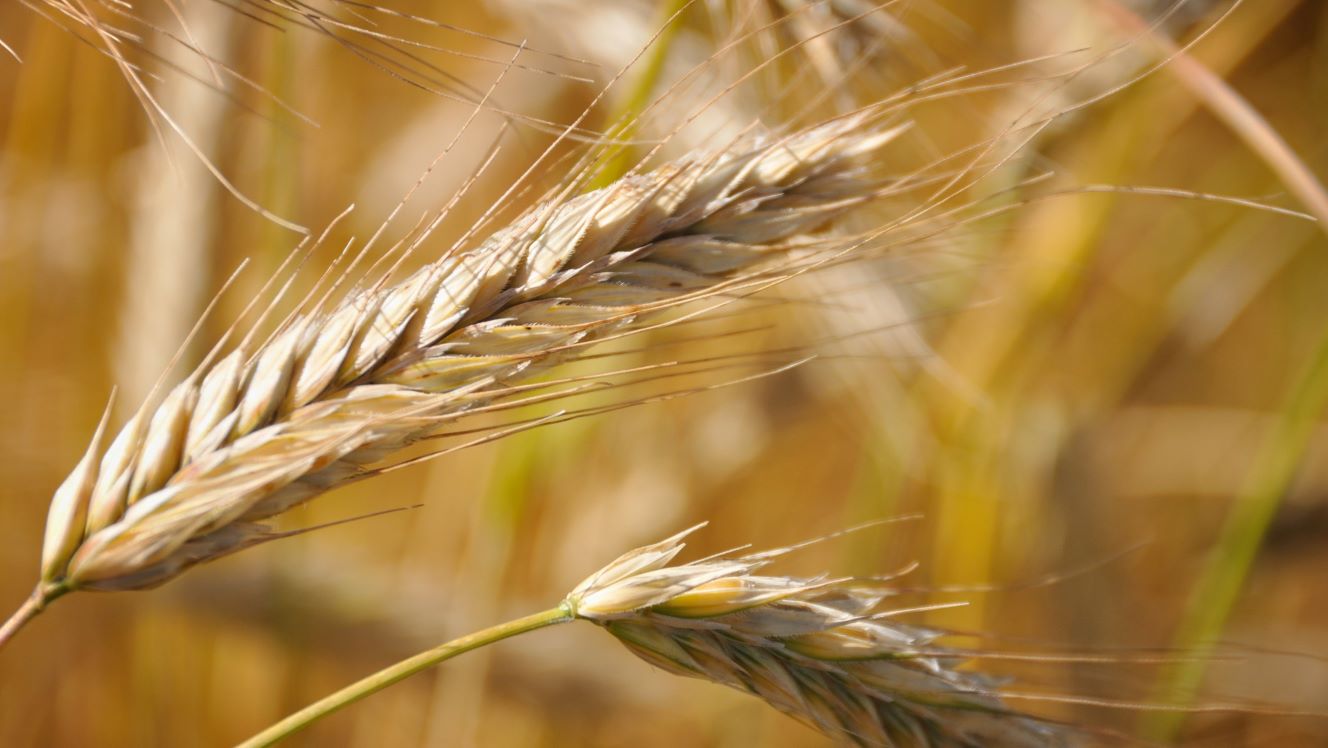 Wheat prices could trigger a global food crisis