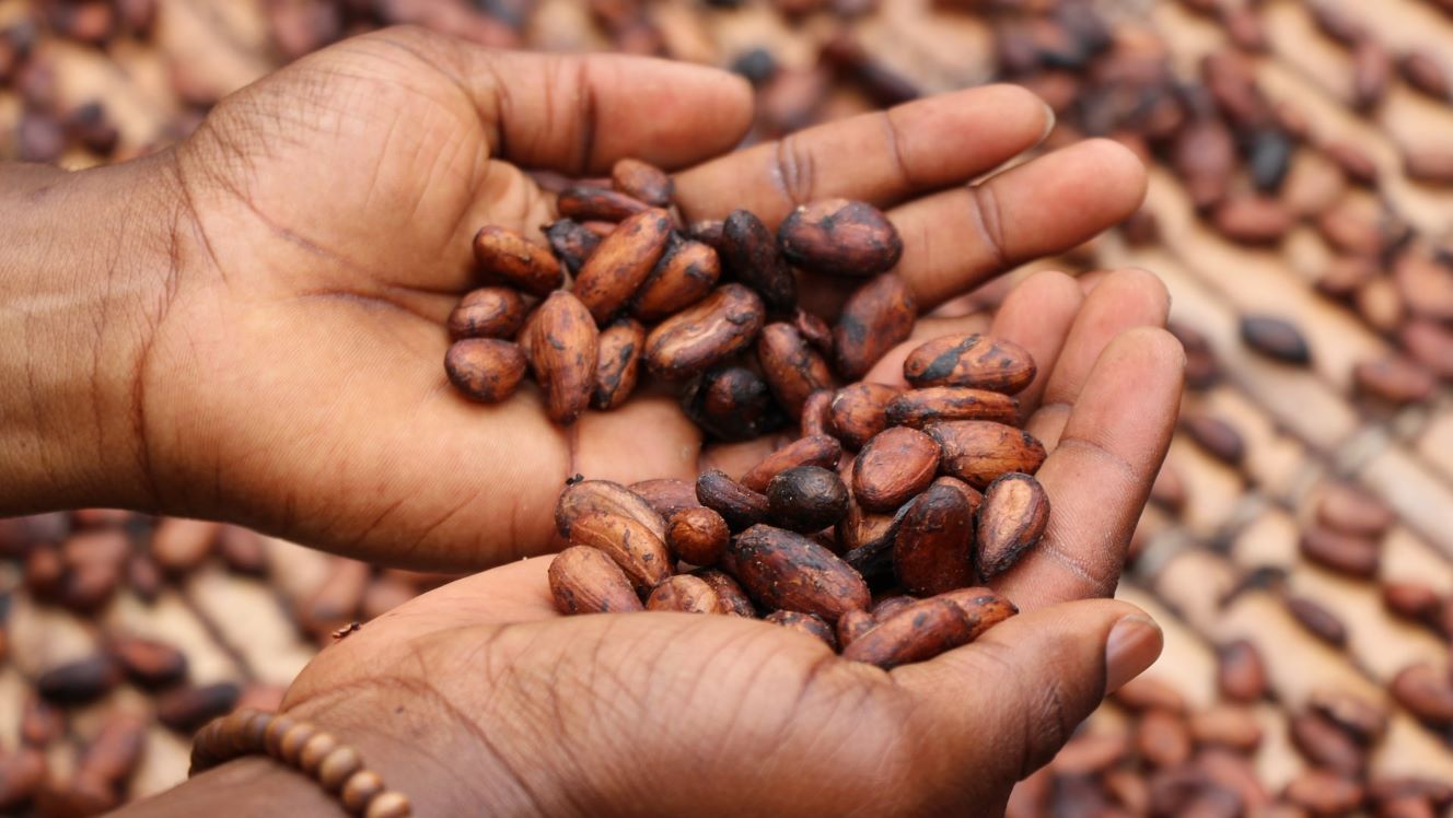 Cocoa cartel's Brussels boycott signals higher prices